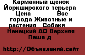 Карманный щенок Йоркширского терьера › Цена ­ 30 000 - Все города Животные и растения » Собаки   . Ненецкий АО,Верхняя Пеша д.